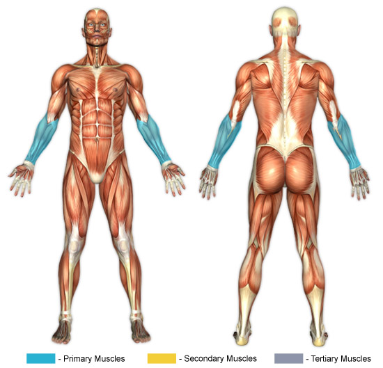 Muskler i handleder och underarmar som tränas