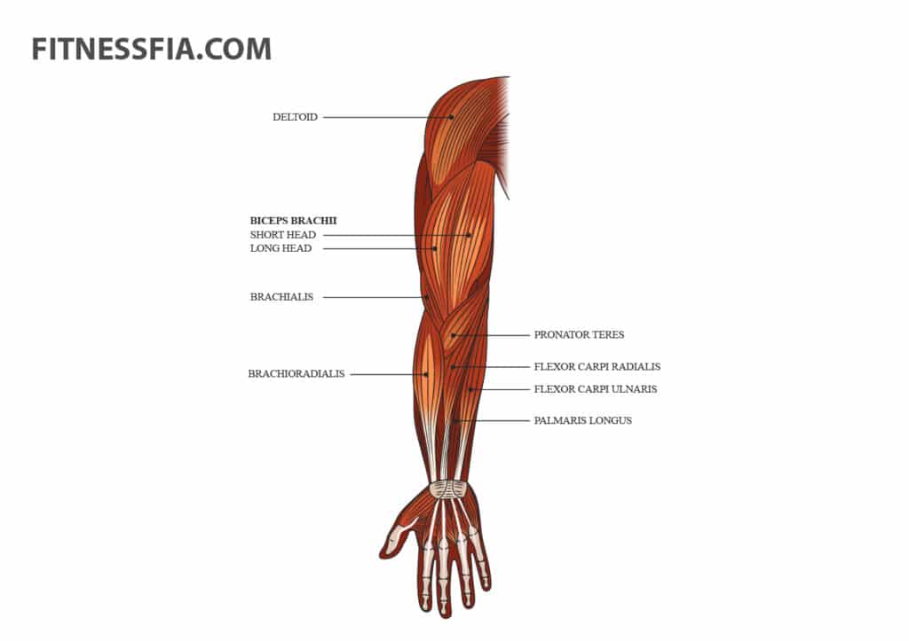 Anatomi armar Biceps anatomisk bild
