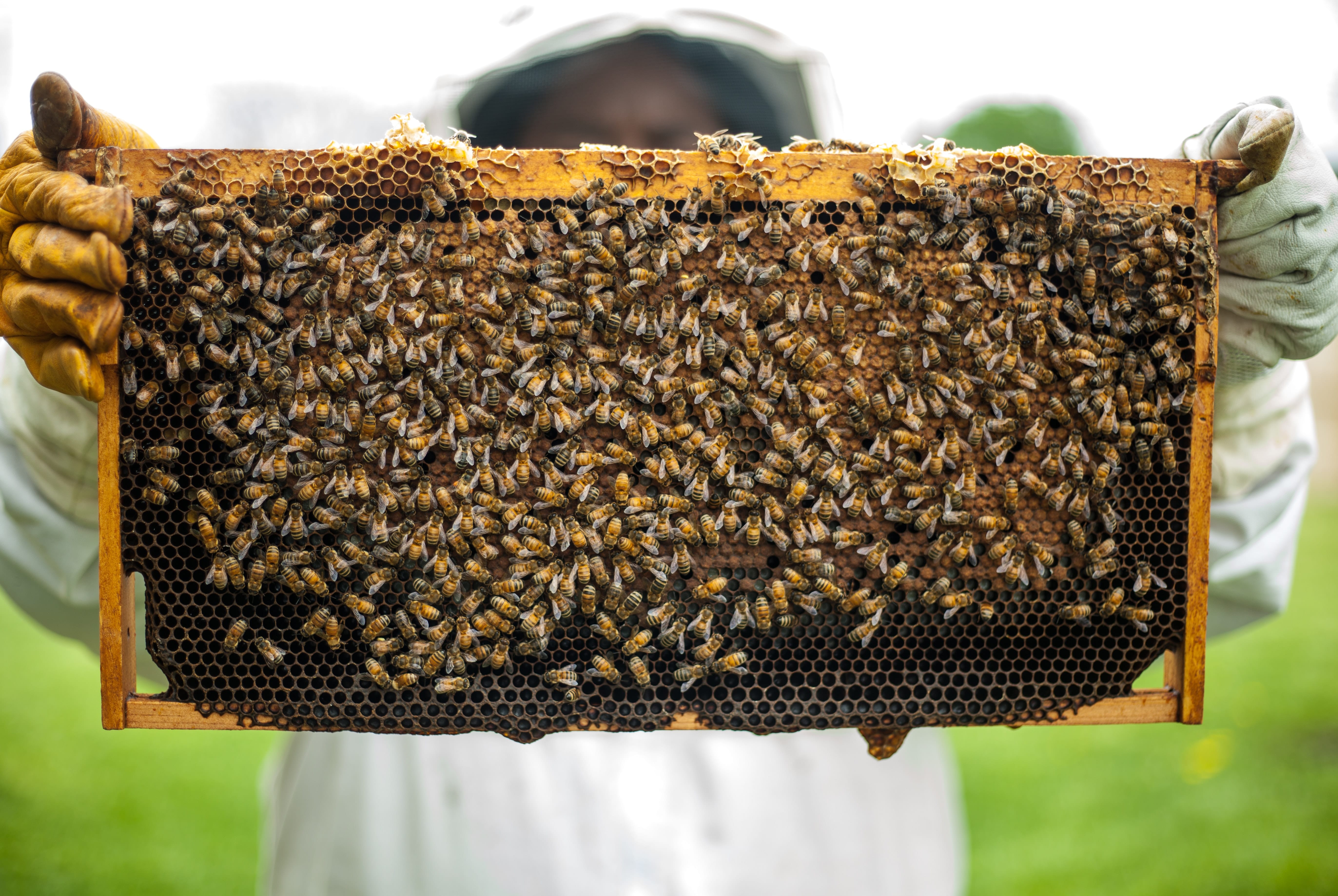 Ekologisk honung