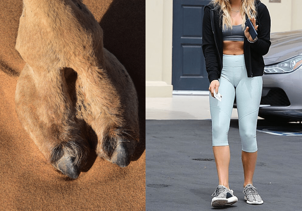 Camel toe tights