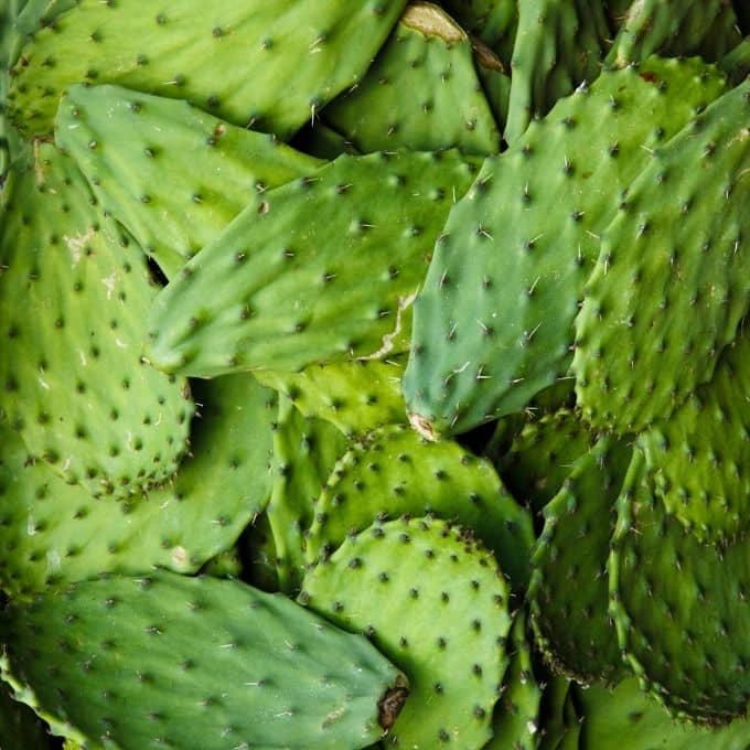 nopal bild kaktus grönsak