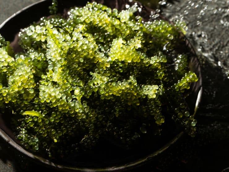 Umibudo - 10 ätbara, nyttiga och goda alger 